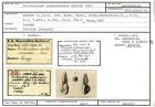 Karteikarte zum Lectotyp von Triloculina nodosaroides Karrer, 1867